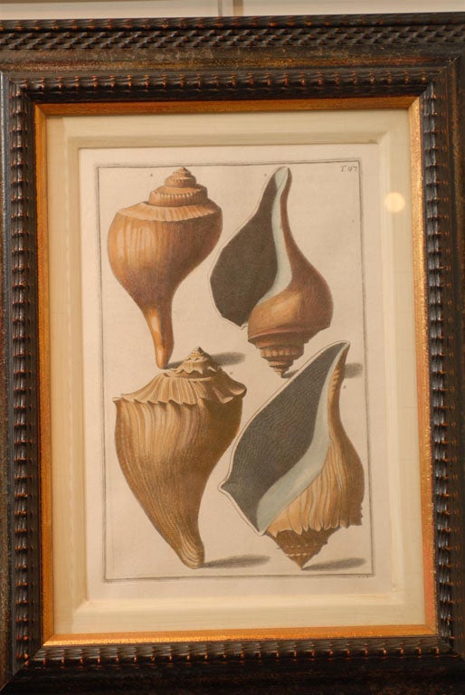 Set of Three Framed Prints of Large Sea Shells by Italian Artist, 19th Century In Good Condition In Atlanta, GA